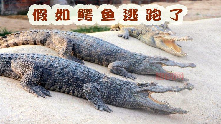 千条鳄鱼的主人（鳄鱼哥带你走进鳄鱼世界）