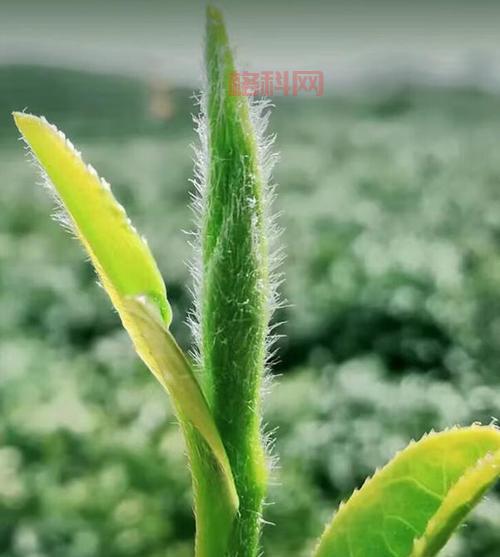 问道外传最强职业排行榜：谁才是真正的王者？