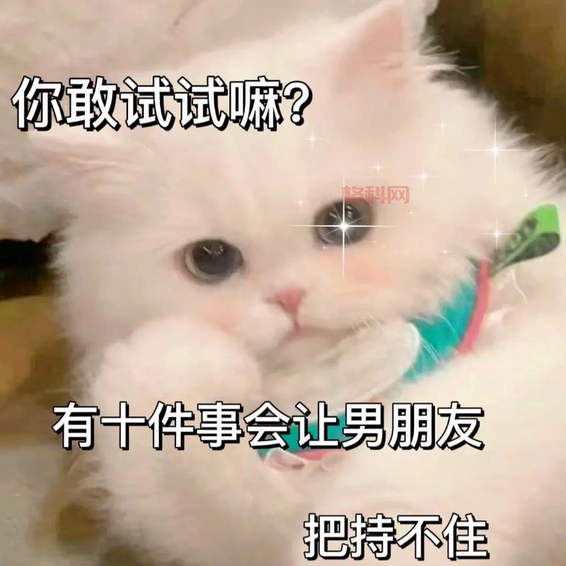 傻瓜救笨蛋：免费在线玩，与朋友一起挑战智力！