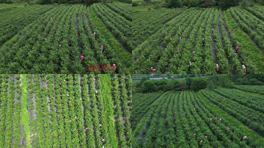 蓝莓视频免费下载安装：海量视频资源，免费观看！