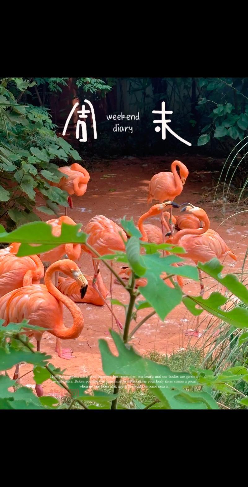 倩女幽魂梦岛玩家原创温馨句子，你get了吗