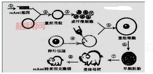 克隆的好处解析：推动医学、农业和科技的双赢发展