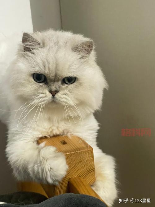 玩转疯狂猜成语蛇与星星，快速通关秘籍之斗折蛇行