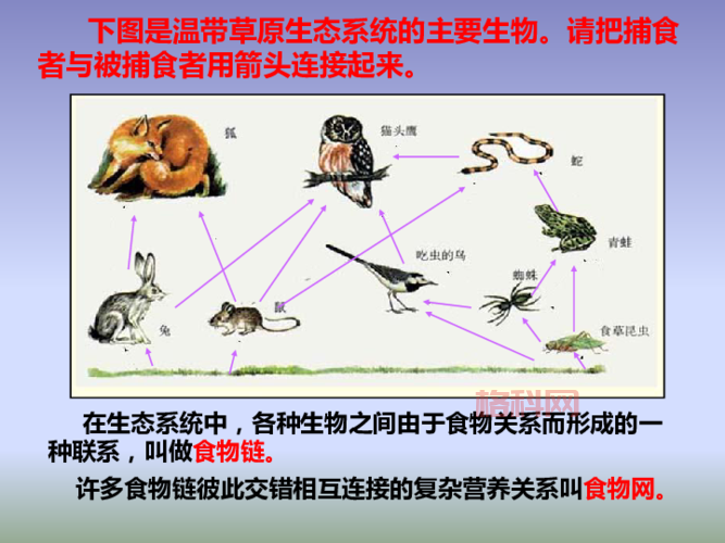 什么是食物链？探索生物如何通过食物相互联系