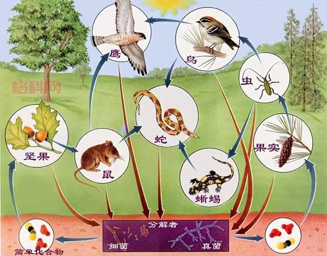 什么是食物链？探索生物如何通过食物相互联系