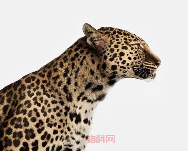 开锁技能大全：实用技巧助你应对突发情况