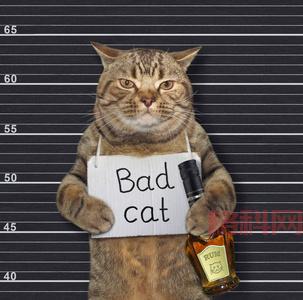 监狱猫计划：猫咪如何改变高墙内的生活？