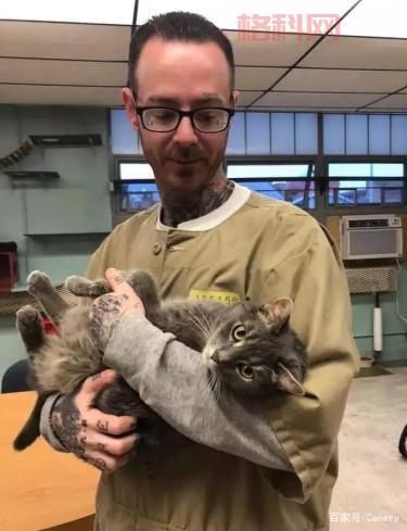 监狱猫计划：猫咪如何改变高墙内的生活？