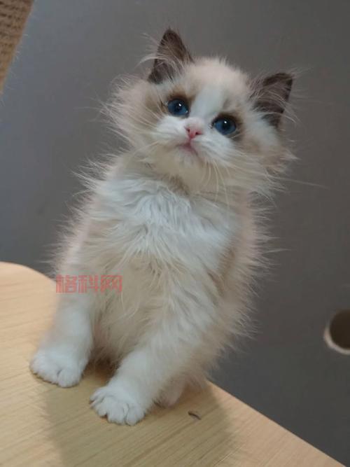 贵族血统萨科猫价格多少？这份报价单请收好！