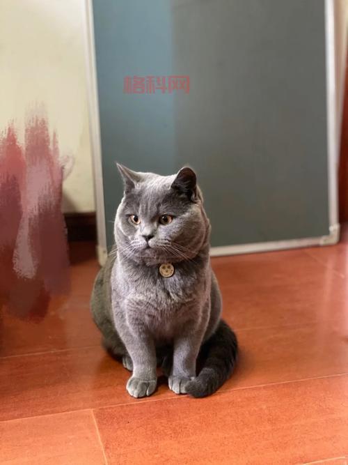 贵族血统萨科猫价格多少？这份报价单请收好！