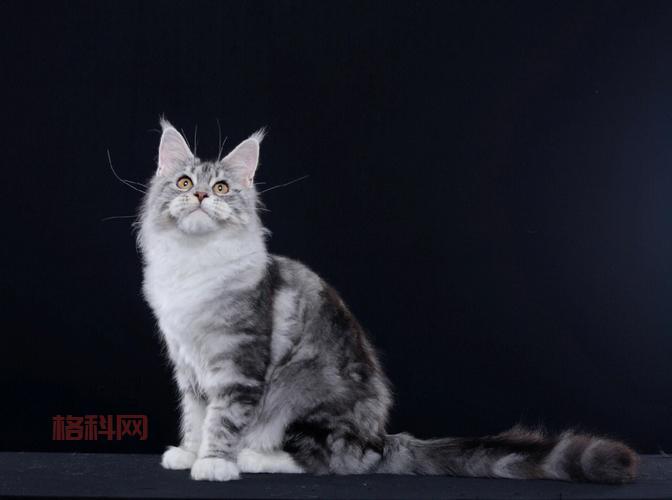 贵族血统萨科猫价格多少？这份报价单请收好！