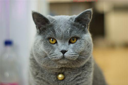 贵族血统萨科猫价格多少？这份报价单请收好！