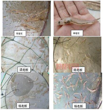 巨型淡水虾养殖攻略：高效养殖与市场前景分析