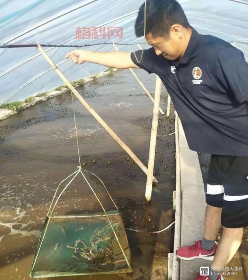 巨型淡水虾养殖攻略：高效养殖与市场前景分析