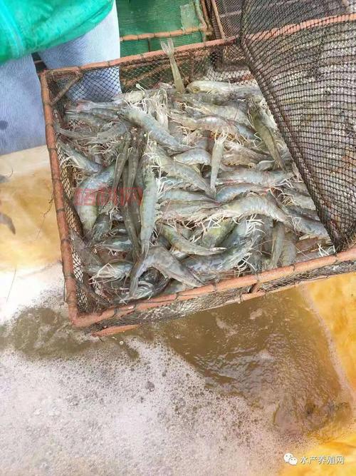 巨型淡水虾养殖攻略：高效养殖与市场前景分析