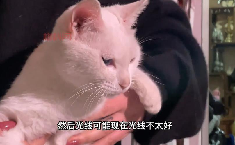 当家主母猫咪入驻微博，剧组回应“虐猫”疑云