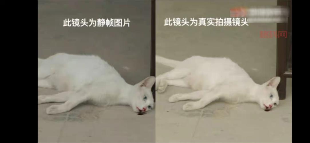 当家主母猫咪入驻微博，剧组回应“虐猫”疑云