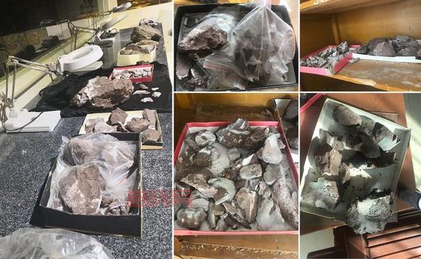 新疆发现两恐龙新属新种