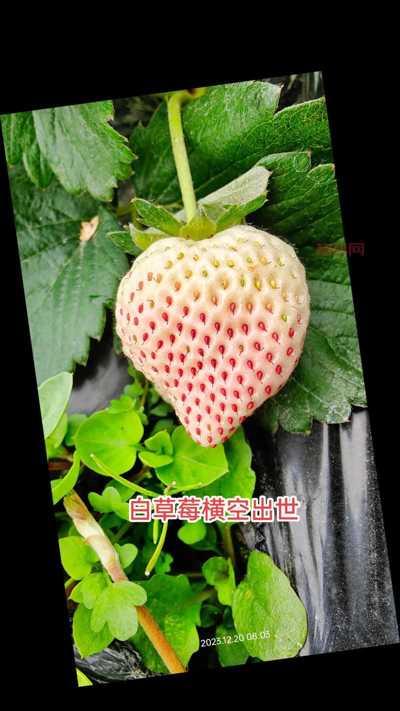 摩尔庄园白草莓怎么得？教你快速获取白草莓！