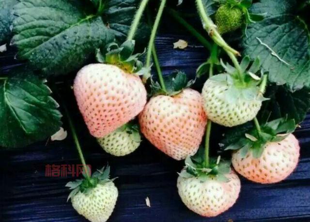摩尔庄园白草莓怎么得？教你快速获取白草莓！