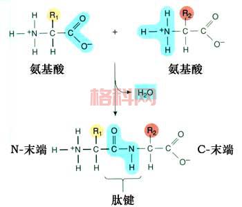 从基础到应用：肽链在生命科学中的重要角色