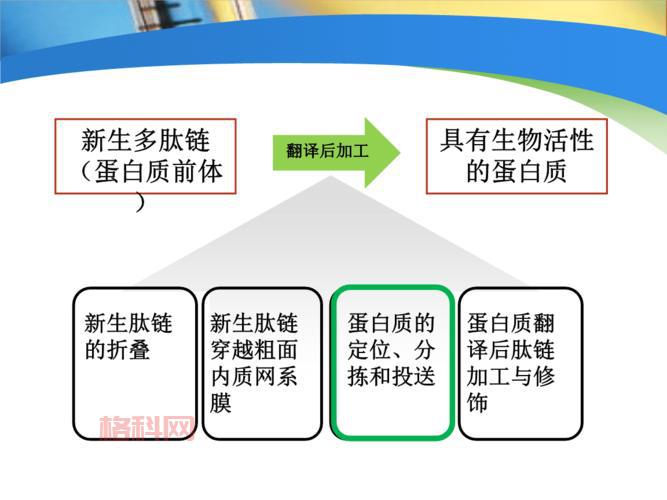 从基础到应用：肽链在生命科学中的重要角色