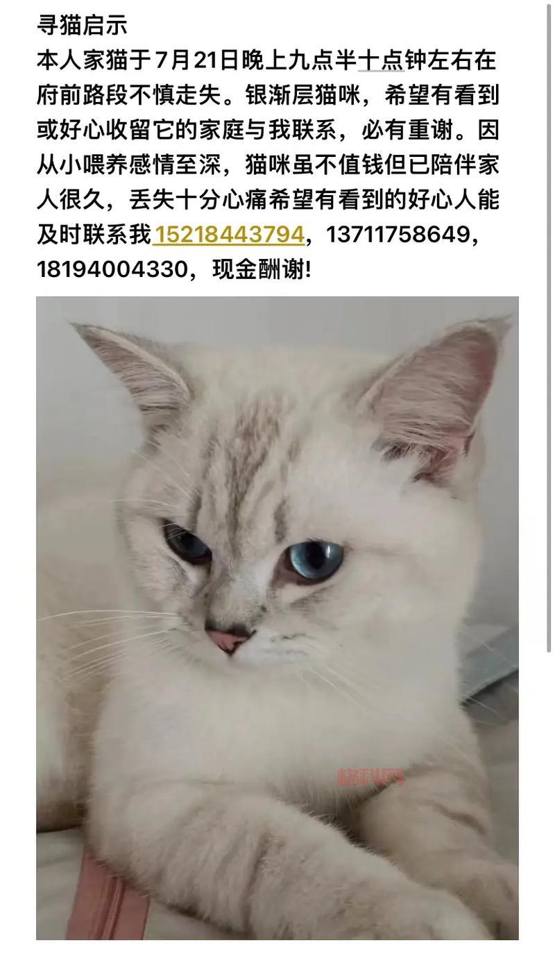 男子养8年猫被邻居捡走拒绝归还，原因让人愕然
