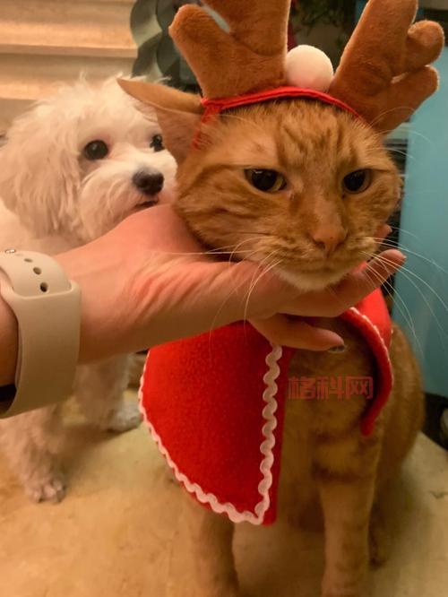开启名门猫咪装扮套装，解锁多样风格职业选择