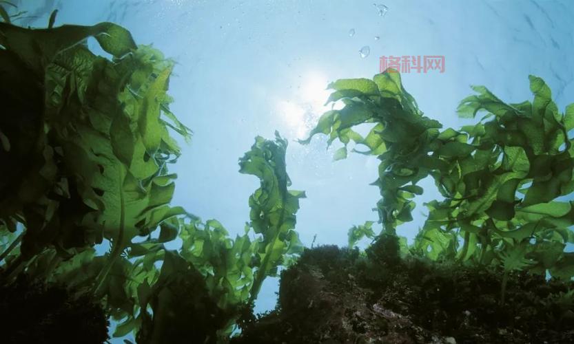 海藻是否有根？揭开海藻的真相