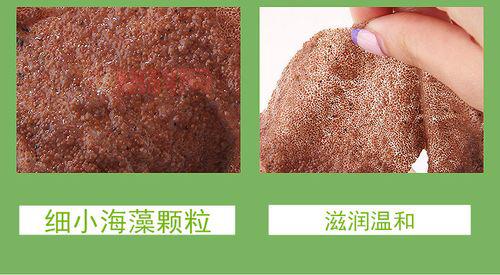 海藻是否有根？揭开海藻的真相