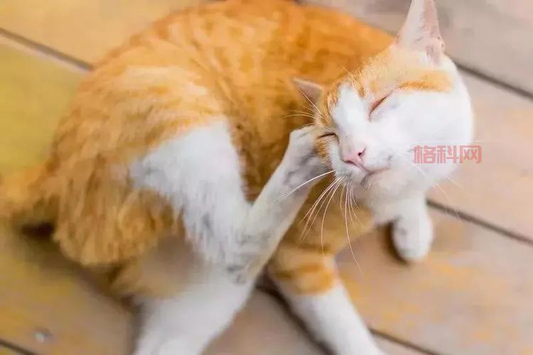 猫手网好用吗？这些功能也太方便了吧！