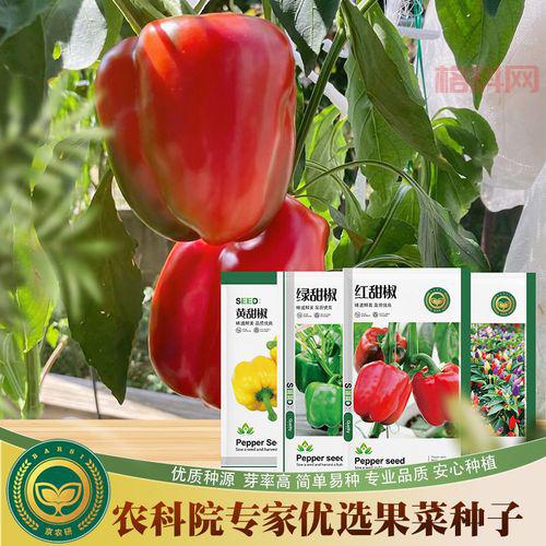 香蕉丝瓜绿巨人秋葵番茄合集哪里买？教你挑选技巧！