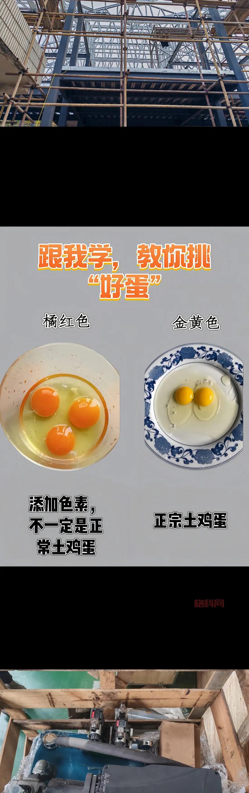 寻蛋有什么好玩的小窍门？这些秘籍让你轻松赢大奖！
