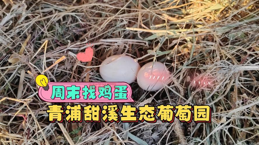 寻蛋有什么好玩的小窍门？这些秘籍让你轻松赢大奖！