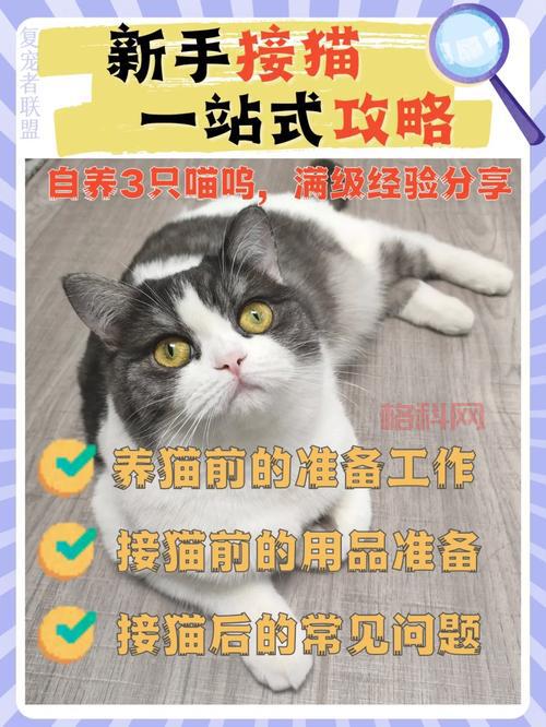 qq魔法卡片伴侣怎么用？新手快速上手攻略看这里！