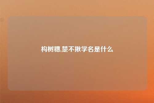 构树穗,楚不揪学名是什么