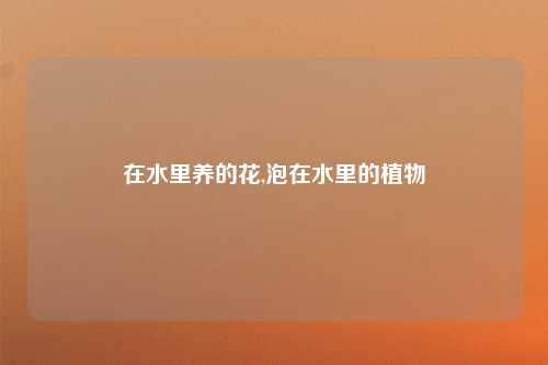 在水里养的花,泡在水里的植物